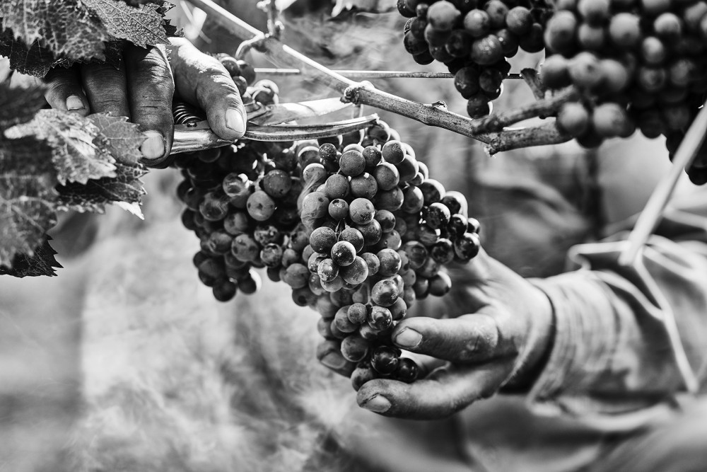 Ruca Malen viña image